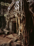 Banyan Tree Growing in a Temple, Cambodia Photographic Print
