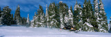 Snowmobiling in Yellowstone National Forest, CA Photographic Print by  Panoramic Images
