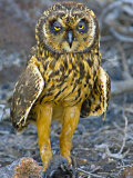 Close-up of a Short-Eared Owl with a Galapagos Petrel Photographic Print