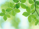 Selective Focus Close Up of Green Leaves Hanging from Tree Photographie