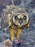 Close-up of a Short-Eared Owl with a Storm Petrel in its Claws Photographic Print