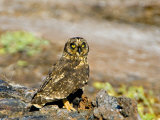 Close-up of a Short-Eared Owl with a Galapagos Petrel Photographie