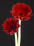 Close-up of Two Deep Red Flowers with White Stems on Black Background Photographic Print
