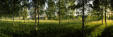Birch Trees in a Forest, Imatra, South Karelia, Southern Finland, Finland Photographic Print by  Panoramic Images