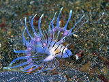An Immature Specimen of Lion Fish Photographic Print by Andrea Ferrari
