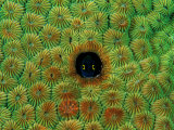 Blenny (Ecsenius Melarchus) Photographic Print by Andrea Ferrari