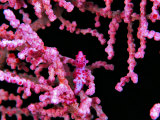 Pigmy Sea Horse (Hyppocampus Bargibanti) Photographic Print by Andrea Ferrari
