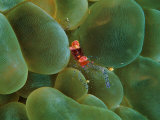 Symbiont Shrimp Caught by the Tentacles of a Bubble Coral Photographic Print by Andrea Ferrari