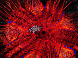 Zebra Crab (Zebrida Adamsii) in Symbiosis with an Astropyga Radiata Sea Urchin Fotografie-Druck von Andrea Ferrari