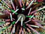 Andrea Ferrari - Sea Urchin (Echinothrix Calamaris) - Fotografik Baskı