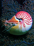 Nautilo (Nautilus Pompilius) Photographic Print by Andrea Ferrari