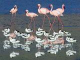 Avocets and Flamingos Standing in Water, Ngorongoro Crater, Ngorongoro Conservation Area, Tanzania Photographic Print