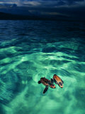 Imbricata Turtles Photographic Print by Andrea Ferrari