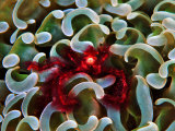 Orangutang Orangutan Crab in a Colony of Euphyllia Ancora Corals Fotografie-Druck von Andrea Ferrari