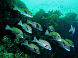 A Shoal of Speckled Sweetlips (Plectorhinchus Fishes) Fotografisk tryk af Andrea Ferrari A Shoal of Speckled Sweetlips (Plectorhinchus Fishes) Fotografisk tryk af Andrea Ferrari
