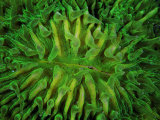 Coral of the Genus Fungia Photographic Print by Andrea Ferrari
