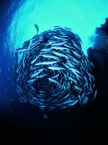 A Shoal of Jack Crevalle Crevalle Jack Fishes (Caranx Sexfasciatus) Photographic Print by Andrea Ferrari