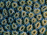 Madreporic Colony (Thousands of Tiny Octopuses) Photographic Print by Andrea Ferrari
