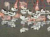 Reflection of Avocets and Flamingos in Water, Ngorongoro Crater, Ngorongoro Conservation Area Photographic Print
