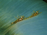 A Coralliform (Amplexidiscus Fenestrafer) and Two Shrimps (Pliopontonia Furtiva) Fotografisk trykk av Andrea Ferrari