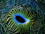 Bivalve of the Tridacna Genus Photographic Print by Andrea Ferrari