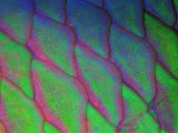 Parrot Fish (Scarus Gibbus) Photographic Print by Andrea Ferrari