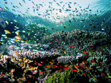 Andrea Ferrari - Madreporic Formation at Sipadan Island with Thousands of Little Chromis and Pseudanthias Fishes Fotografická reprodukce Andrea Ferrari - Madreporic Formation at Sipadan Island with Thousands of Little Chromis and Pseudanthias Fishes Fotografická reprodukce