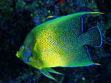 Crescent Angel Fish (Pomacanthus) Photographic Print by Andrea Ferrari