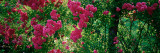 High Angle View of Pink Roses on a Trellis, Elizabeth Park, Hartford, Ct, USA Photographic Print by  Panoramic Images