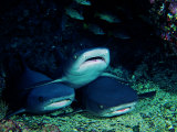 White Fin Sharks of the Reef (Trianodon Obesus) Photographic Print by Andrea Ferrari