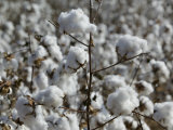 Close-up of Cotton Plants in a Field, Wellington, Texas, USA Photographic Print
