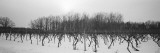 Vineyard on a Landscape Fotografie-Druck von  Panoramic Images