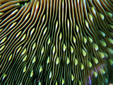 Coral of the Genus Fungia Photographic Print by Andrea Ferrari