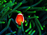 Clown Fish (Amphiprion Ocellaris) Photographic Print by Andrea Ferrari