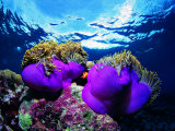 Sea Anemones (Heteractis Magnifica) and Clown Fish (Amphiprion Nigripes) Fotografie-Druck von Andrea Ferrari