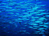 A Shoal of Black-Tail Barracudas (Sphyraena Qenie) Photographic Print by Andrea Ferrari