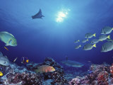 School of Fish Swimming Near a Reef, Galapagos Islands, Ecuador Photographic Print