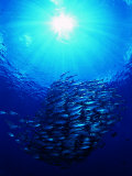 A Shoal of Jack Crevalle Crevalle Jack Fishes (Caranx Sexfasciatus) Photographic Print by Andrea Ferrari