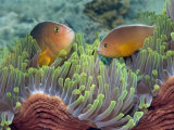 Two Skunk Anemone Fish and Indian Bulb Anemone Photographie