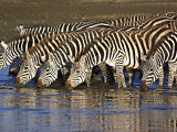 Herd of Zebras Drinking Water, Ngorongoro Conservation Area, Arusha Region Photographic Print