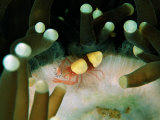 Andrea Ferrari - Popcorn Shrimp (Hamopontonia Coralscola) Fotografická reprodukce