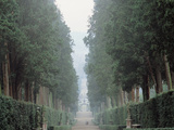 The Walk in the Boboli Gardens Know as the "Viottolone" Photographic Print