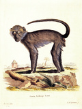 Color Lithographs with African Animals Giclee Print