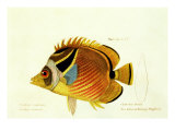 Color Lithographs with Fishes Giclee Print