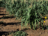Navajo Cornfield, Dry-Farming Method, Near Chinle, Arizona Photographic Print