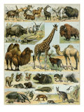 Mammals of Arid Regions Lámina giclée
