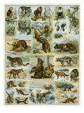 Some Wild Animals of the World Reproduction procédé giclée