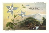 Columbine and Mountain Pósters