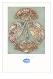 Five Eighteenth Century Fans Photo