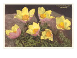 Sulfur-Yellow Anemones Lámina giclée